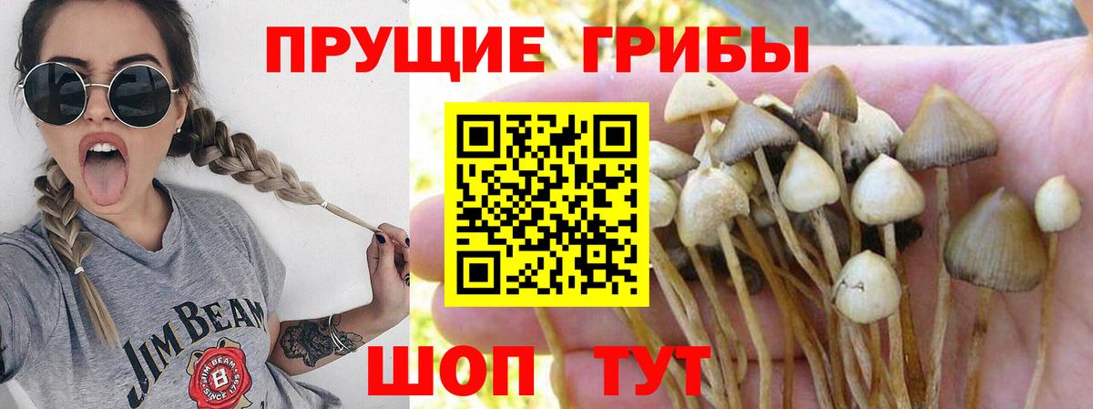 Галлюциногенные грибы Magic Shrooms  Вход с VPN  Галлюциногенные грибы Cubensis  Кстово 